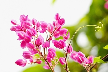 Bí quyết để chụp được những tấm ảnh đẹp về các loài hoa