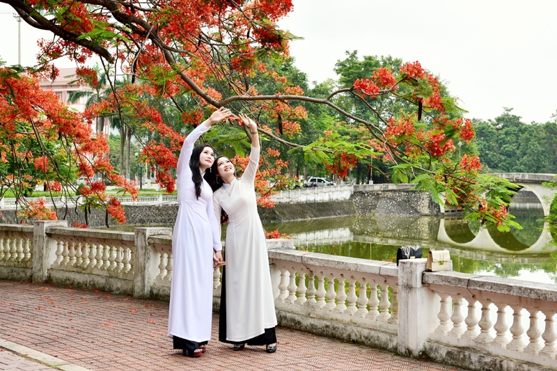 Hít hót, trang trí tranh hoa phượng với nhiều ý nghĩa nơi lưu giữ ký ức hồn nhiên