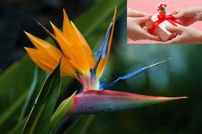 Tranh hoa thiên điểu món quà không thể thiếu trong ngày 8/3 trọn vẹn love