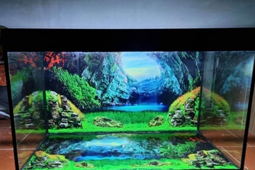 Xịn sò, tranh dán bể cá 3d trang trí kiến tạo không gian cát tường