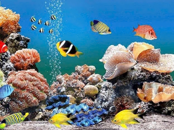 Xu hướng lựa chọn tranh dán hồ cá 3D tạo không gian sống gần gũi với thiên nhiên