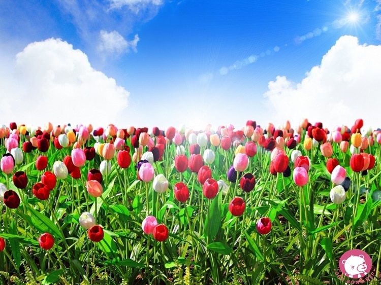 Vẻ đẹp của Hoa tulip thiên đường của sự tinh khiết với những ý nghĩa riêng