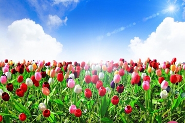 Ý nghĩa và vẻ đẹp của Hoa tulip