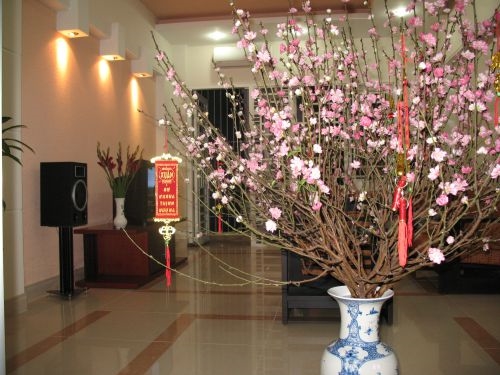 Ý nghĩa và tượng trưng của hoa đào trong văn hóa Việt Nam là gì?