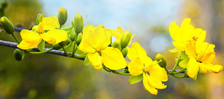 Ý nghĩa của hoa mai biểu tượng cho sự phú quý, tốt lành. Hãy khắc hình đẹp  bức tranh hoa mai tại innamdinh.vn